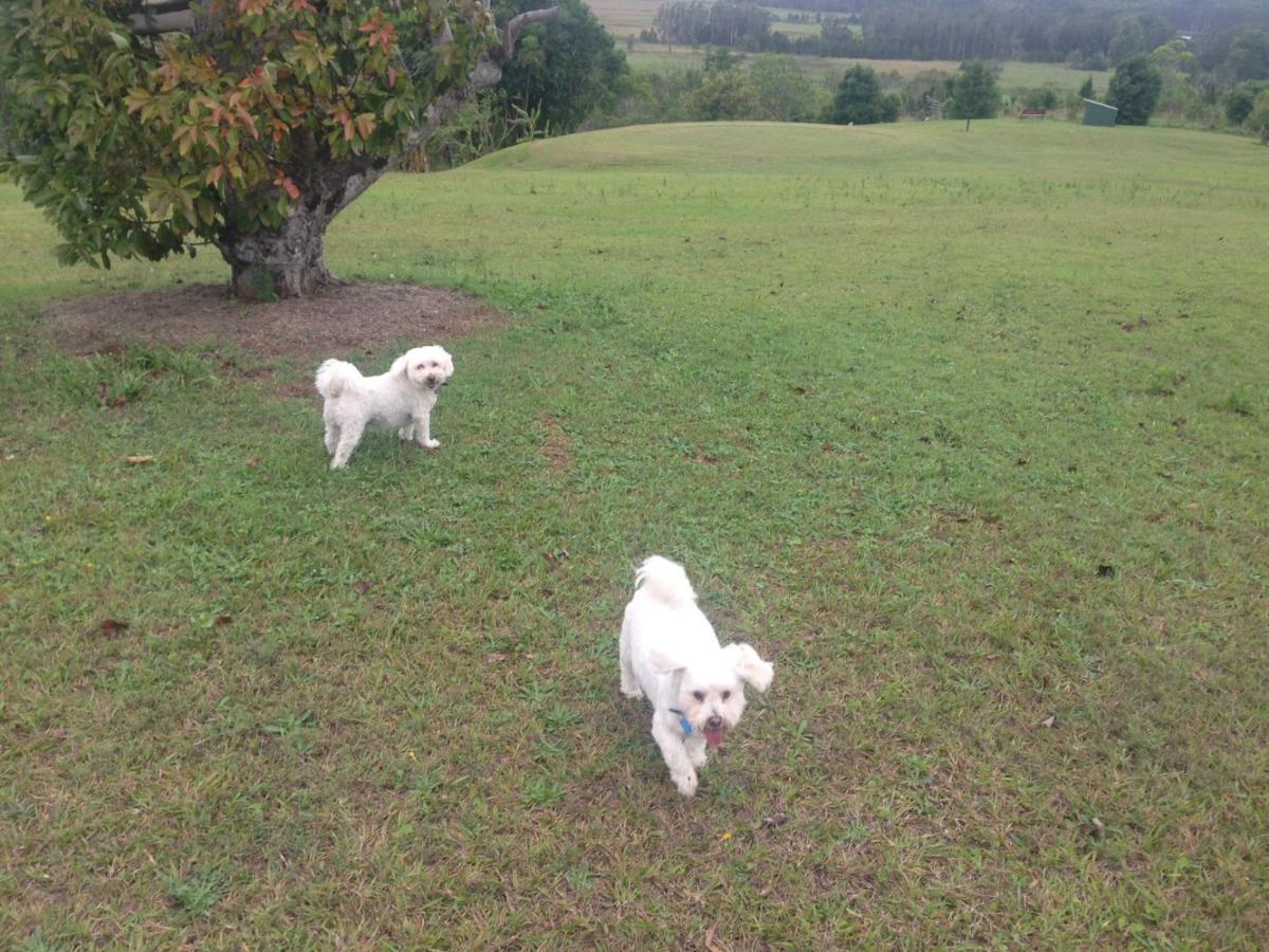 Tropical Coast Retreat - Pet Friendly - Adult Only Casa de hóspedes Kingscliff Exterior foto